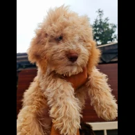 Lagotto Romagnolo - Both