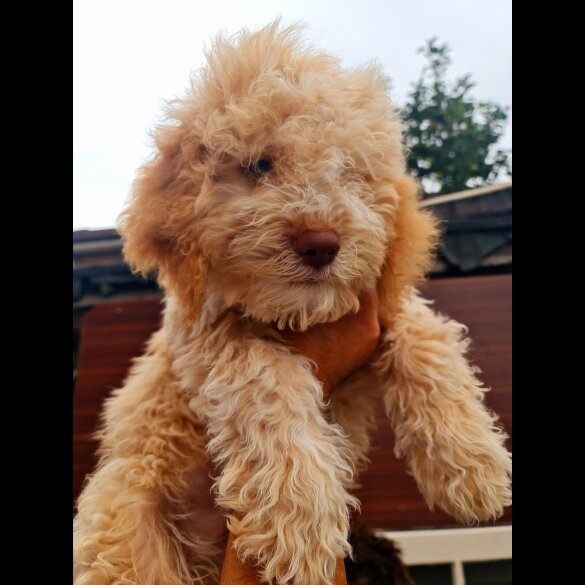 Lagotto Romagnolo - Both