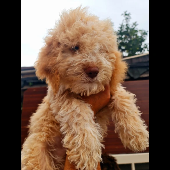 Lagotto Romagnolo - Both