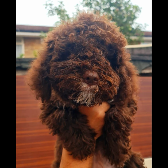 Lagotto Romagnolo - Both
