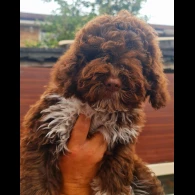 Lagotto Romagnolo - Both
