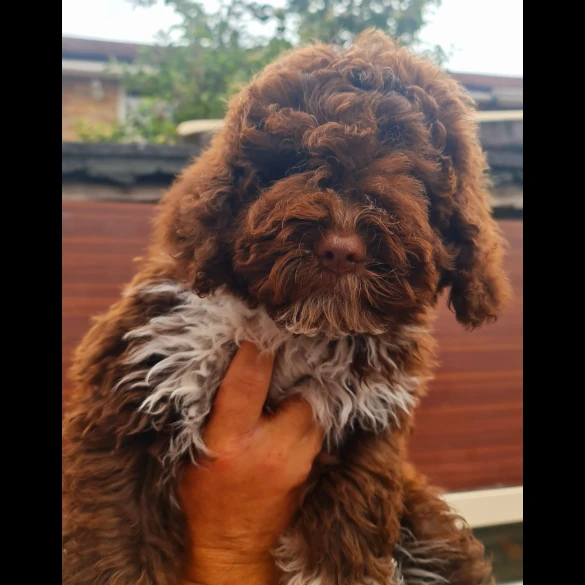 Lagotto Romagnolo - Both