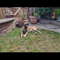 Staffordshire Bull Terrier - Bitches