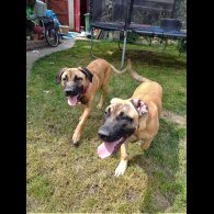 Staffordshire Bull Terrier - Bitches