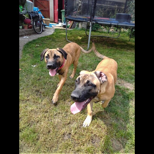 Staffordshire Bull Terrier - Bitches
