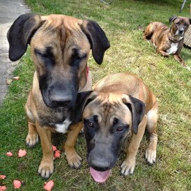 Staffordshire Bull Terrier