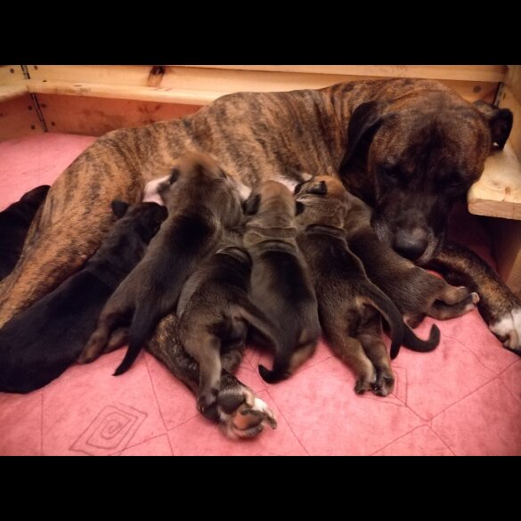 Staffordshire Bull Terrier - Bitches