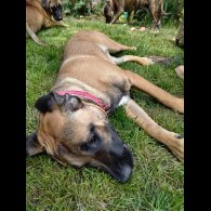 Staffordshire Bull Terrier - Bitches