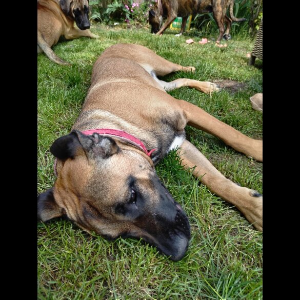 Staffordshire Bull Terrier - Bitches