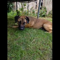 Staffordshire Bull Terrier - Bitches