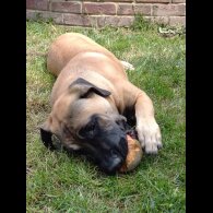 Staffordshire Bull Terrier - Bitches