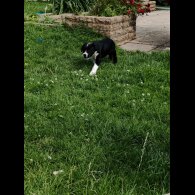 English Bulldog - Both