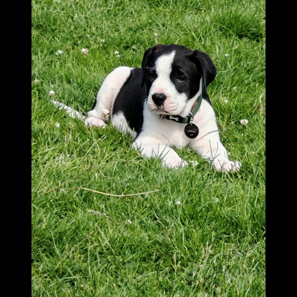 English Bulldog - Both