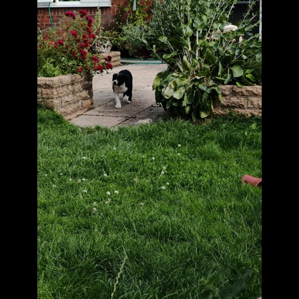 English Bulldog - Both