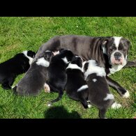English Bulldog - Both