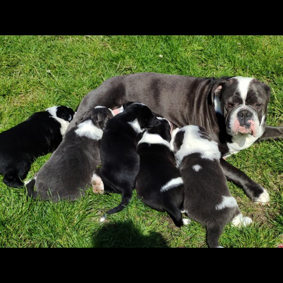 English Bulldog - Both