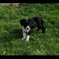 English Bulldog - Both