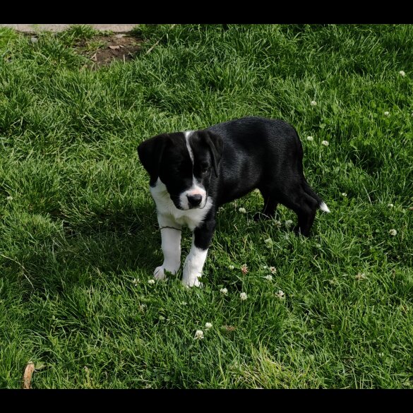 English Bulldog - Both