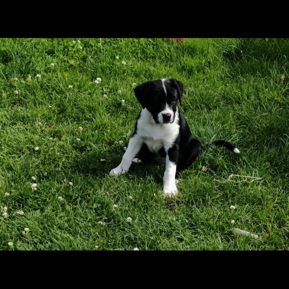 English Bulldog - Both