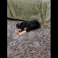 English Bulldog - Both