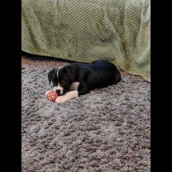 English Bulldog - Both