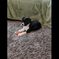 English Bulldog - Both