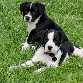 English Bulldog - Both