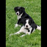 English Bulldog - Both