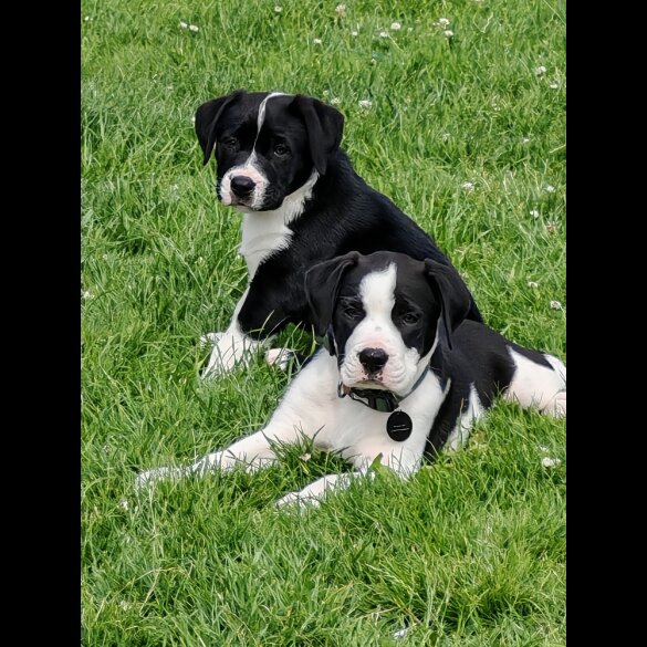 English Bulldog - Both