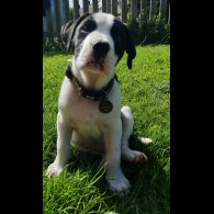 English Bulldog - Both