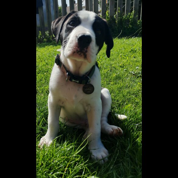 English Bulldog - Both