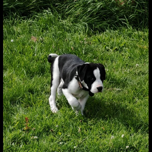 English Bulldog - Both