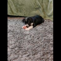 English Bulldog - Both
