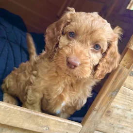 Cockapoo - Both