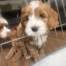 Cockapoo - Dogs