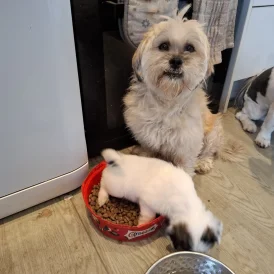 Lhasa Apso - Both