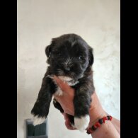 Lhasa Apso - Both