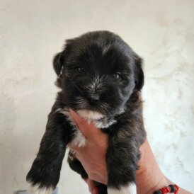Lhasa Apso - Both