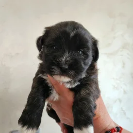 Lhasa Apso - Both