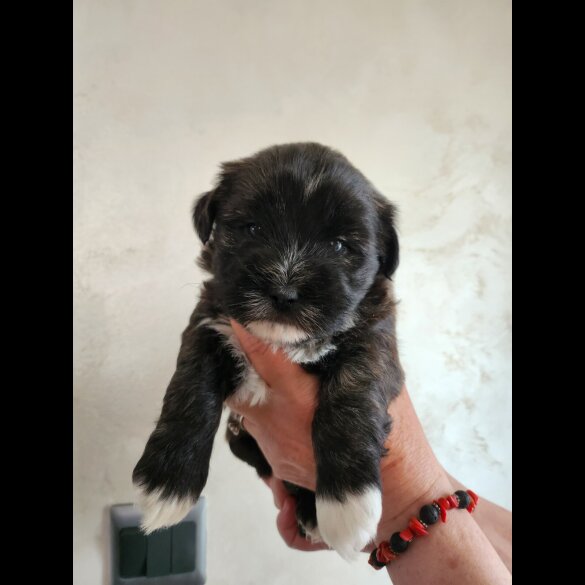 Lhasa Apso - Both