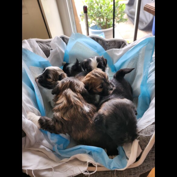 Lhasa Apso - Both