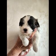 Lhasa Apso - Both