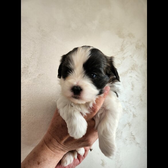 Lhasa Apso - Both