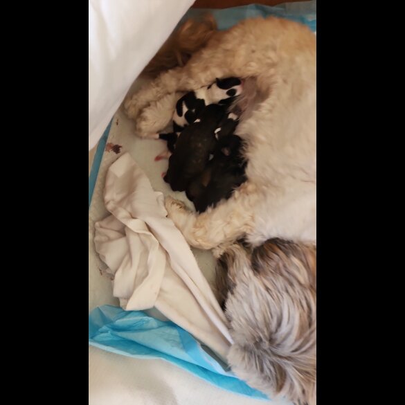 Lhasa Apso - Both