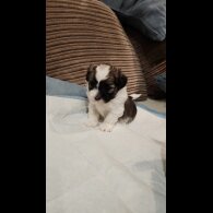 Lhasa Apso - Both