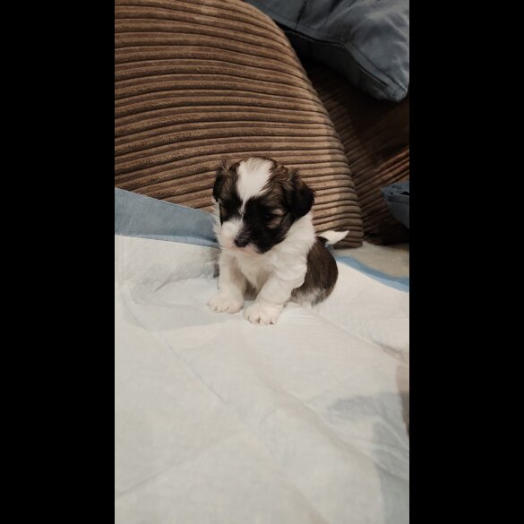 Lhasa Apso - Both