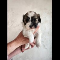Lhasa Apso - Both