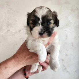 Lhasa Apso - Both