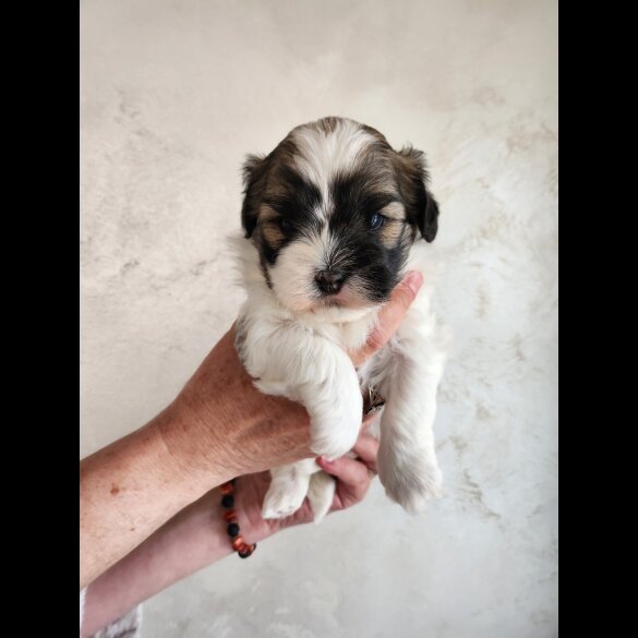 Lhasa Apso - Both