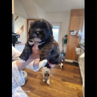 Lhasa Apso - Both